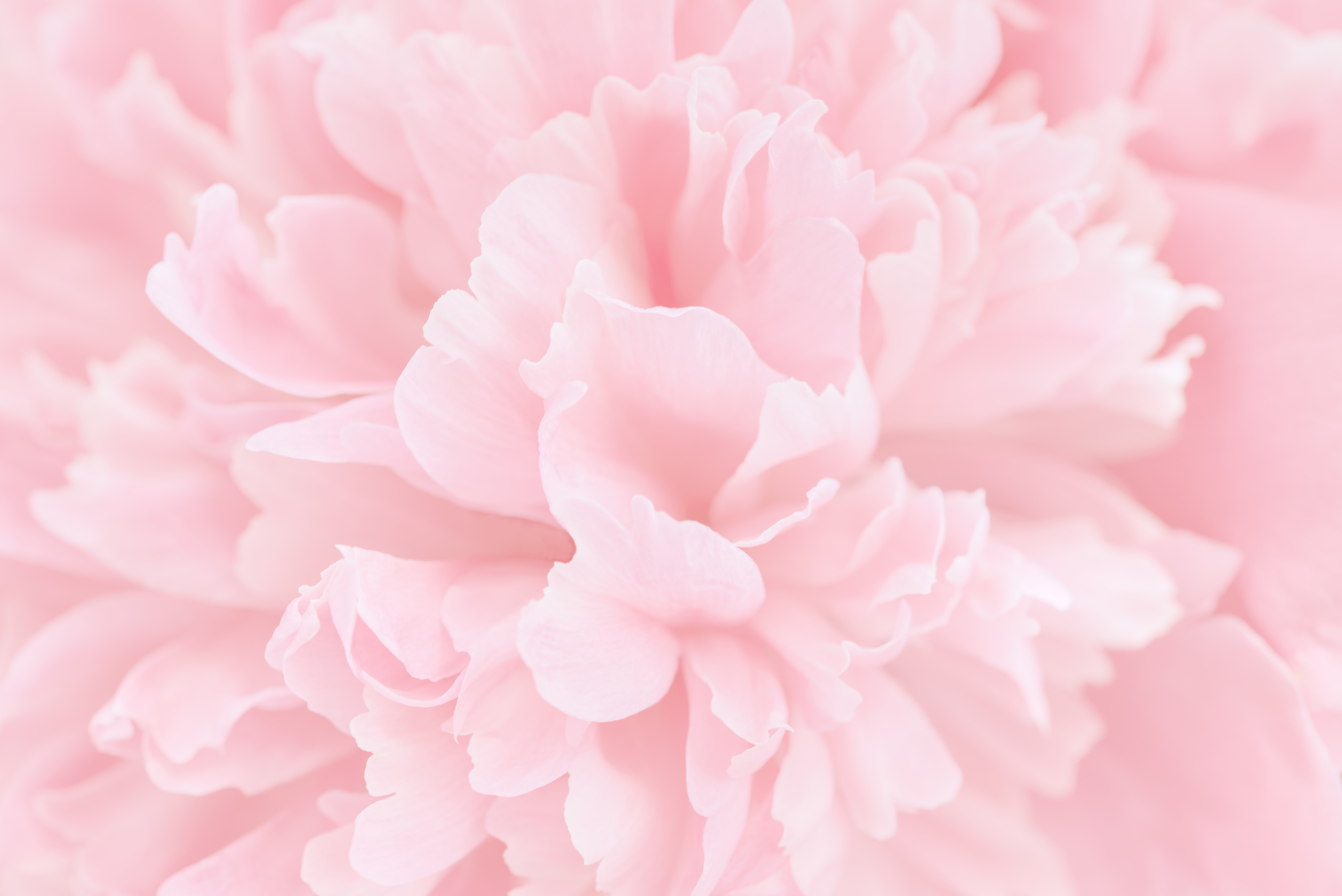 Pink Petals with Blurred Focus