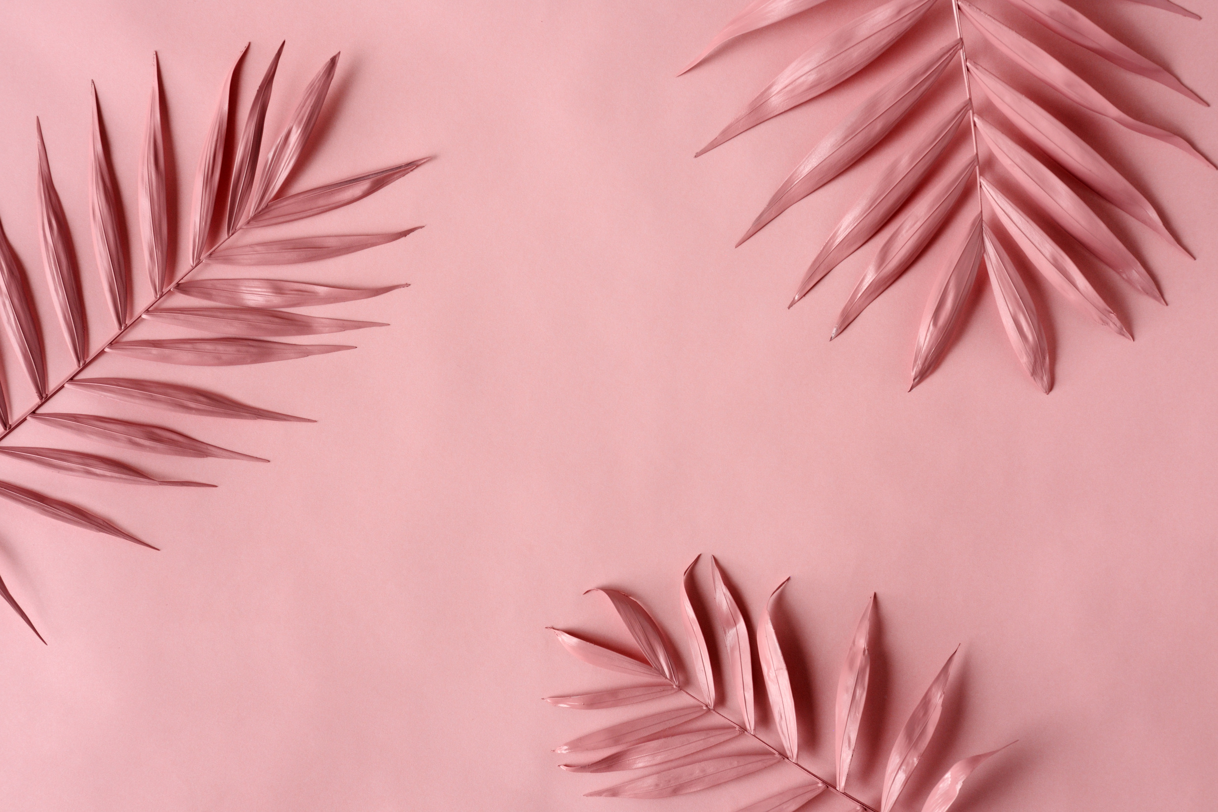 Pink Painted Palm Leaves on Monochrome Background